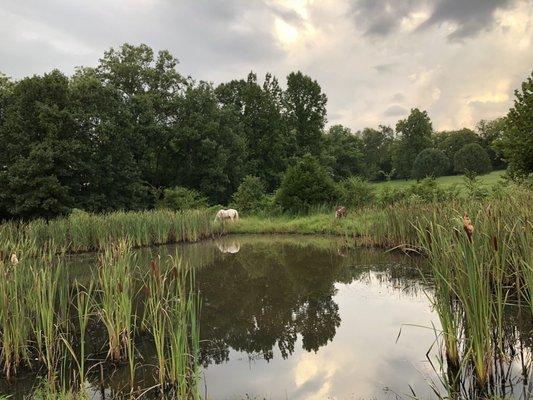 Ponies and the pond....