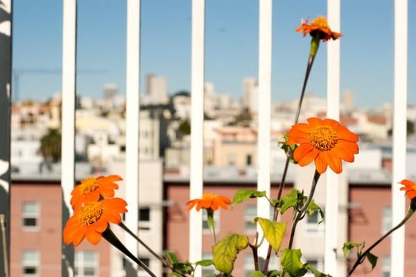 Rooftop View