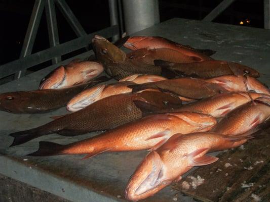 Offshore Fishing out of the Fort Pierce Fl, Marina on Little Adam Fishing Charters