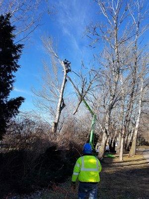 poplar tree remove with safety