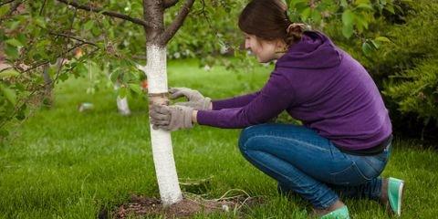 How to Identify Common Tree Diseases in Georgia