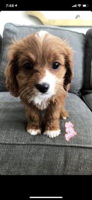 8 weeks cavapoo