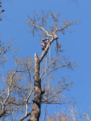 Removing two large Popular trees from our customers yard and grinding out the stumps.