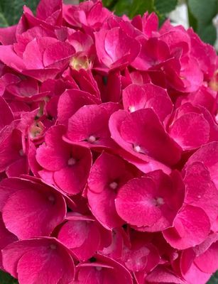 Pink hydrangea second year in bloom