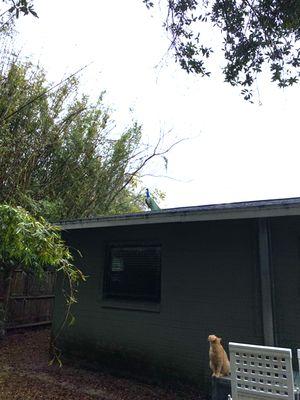 This peacock is in my backyard, afraid the feral cats will get him.  What to do.  I live in Ocala.  He is cold and wet.