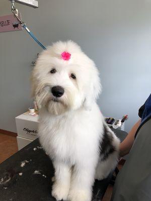 Old English Sheepdog