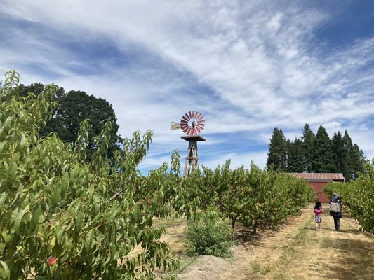 The picking area