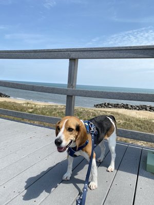 Raskal smiling and enjoying the sea breeze from the lookout