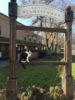 Ariat hanging out by the new store. She loves being next to the park !