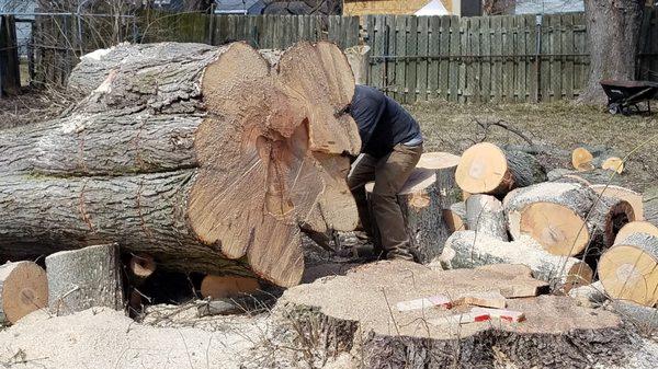 You can see what a job this was.  There is a man behind that log.  All done between the hours of 9am and 5pm.. Two giant trees DONE!