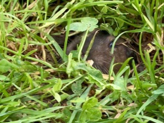 Super cute. A gopher pops their head out to wink at us during dog walk on the lawn.