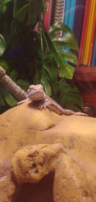 My bearded dragon, Spyro.