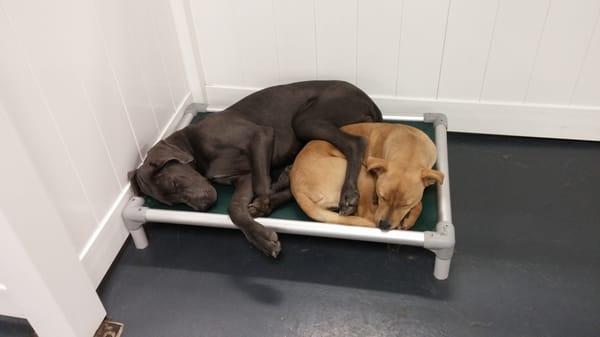 Nap time!
 
 Metro Dogs Daycare & Boarding 
 506 11th Ave. North, 
 Minneapolis, Minneapolis 55411 
 (612) 333-3612
 http://MetroDogsMN.com