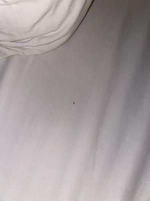 Bed bug found under the pillow