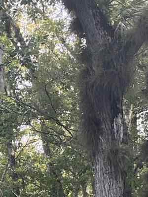 The trees are connected together to different species of trees