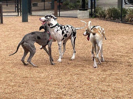 Great Dane meet up