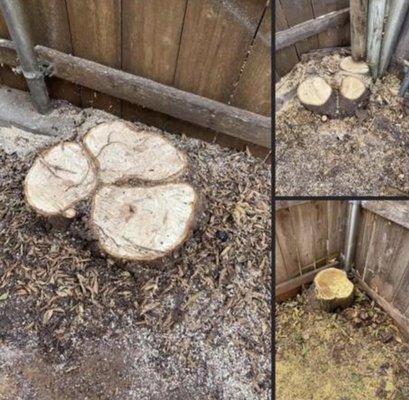 Ash and elm removal from around roof.