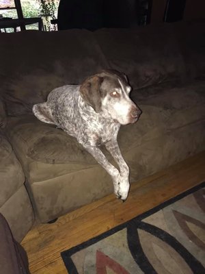 Jake the German shorthaired pointer