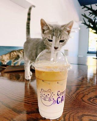 Constellation Cat Cafe