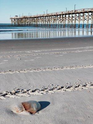 Jelly at the pier