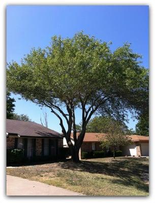 Tree trimming service