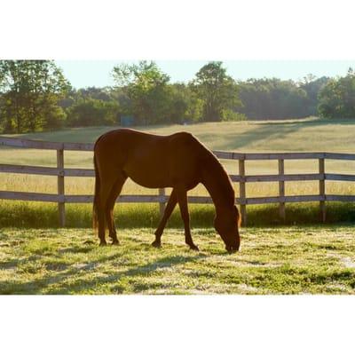 Antigo American Saddlebred Horses