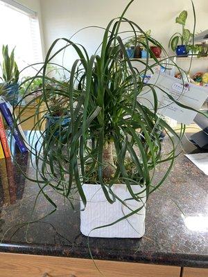 Ponytail Palm