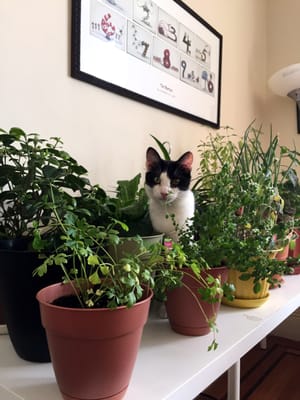 Cubano (10m) investigating the plants