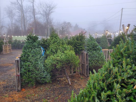 We still have plenty of fresh cut trees.