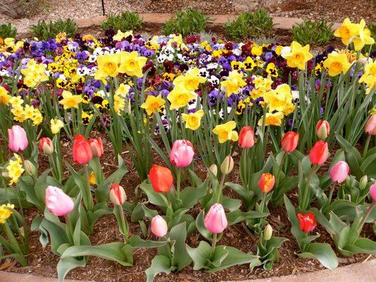 Color Beds are one of our favorites! Bulbs, annuals, perennials, and winter pansies are the best!