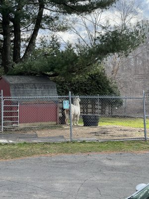 Farm animals outside