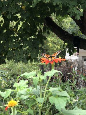 Butterfly Garden