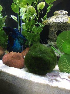 My moss ball and dwarf frog purchased from this store with my Betta.