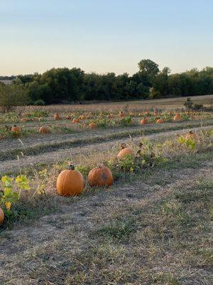 You get to pick a pumpkin