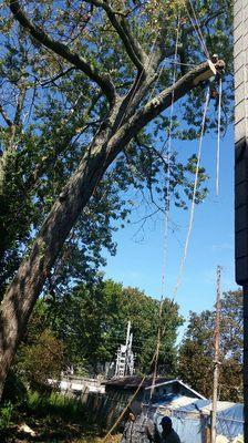 JLP Tree Service