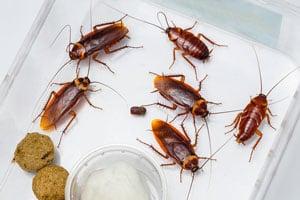 Insect removal Las Vegas