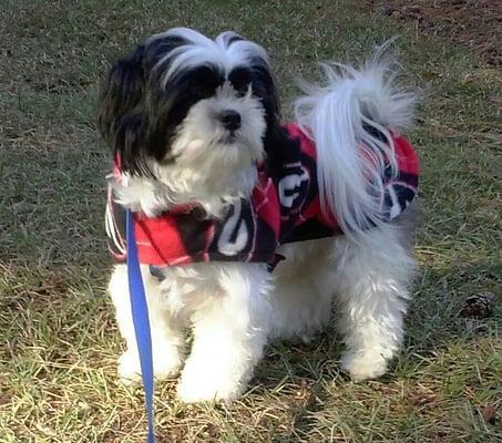 Our allmost 2 yr old Shitzu Mindy sporting her new Georgia Bulldogs coat I made for her