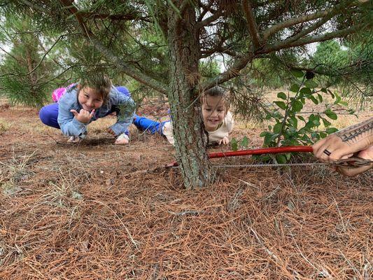 Evergreen Farms Christmas Trees