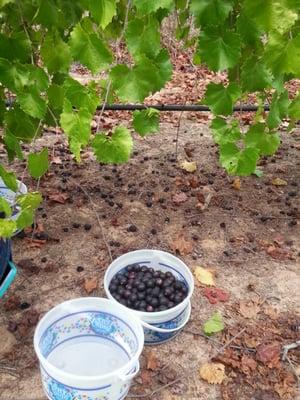 U-Pick Muscadines