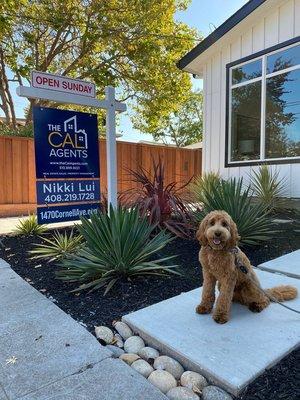 Hello, Muddy the doodle! Thanks for gracing our open house with your presence!