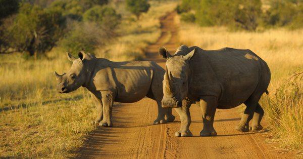 Endangered rhinos in South Africa.