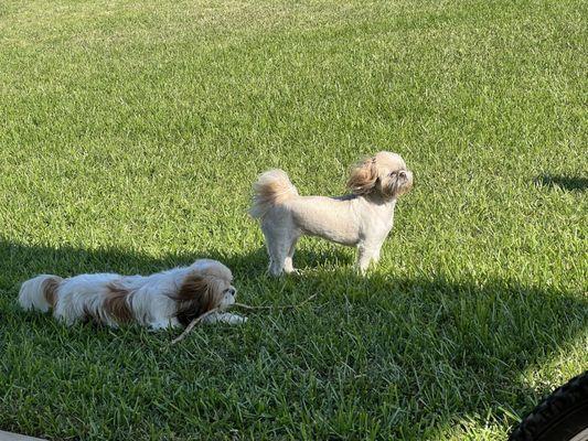 Piper and Daisy living their cuts!