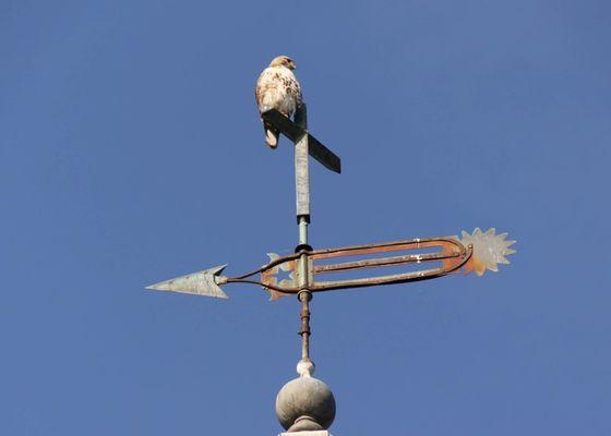 Red Tail Hawk on Trinity's Steeple