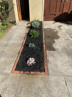 Some appealing plants surrounded by wood chip