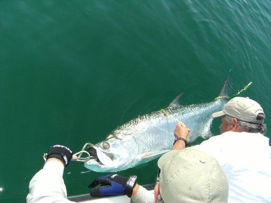 Nice Tarpon Released!