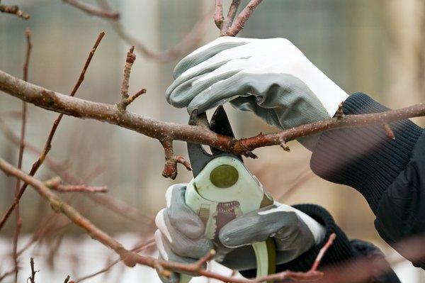 JGR Tree Cutter Service