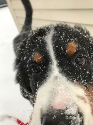 Berners love the snow.