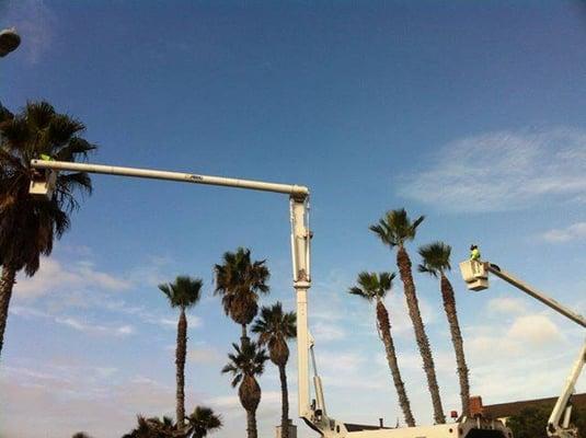 Palm Tree Trimming on the Beach.