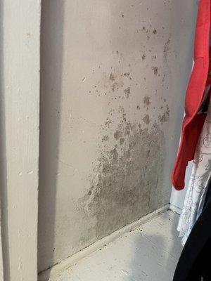 Reoccurring mold growing in the walls