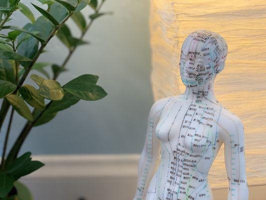 Acupuncture model